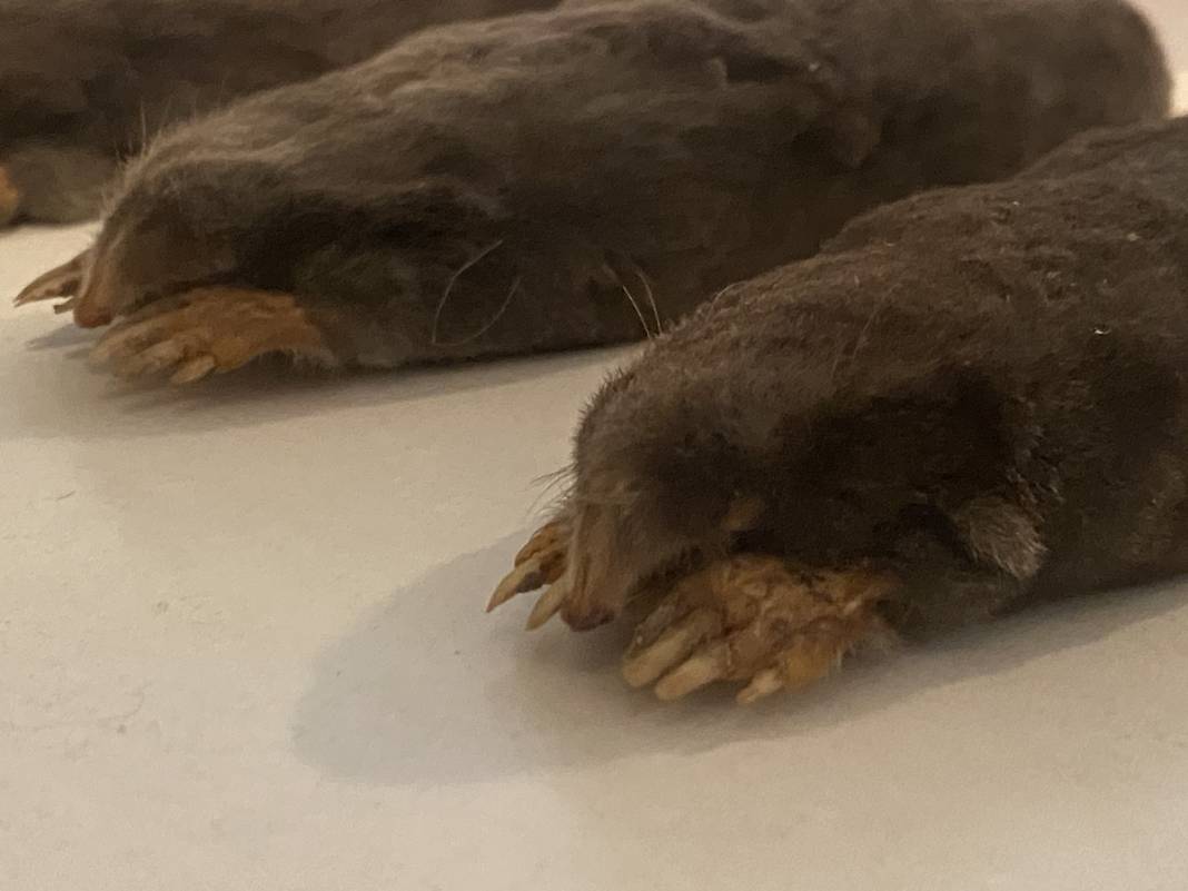 Karadeniz'de yayılmaya başladı! İlk kez yaşanıyor, yurt dışından özel ekip geldi 8